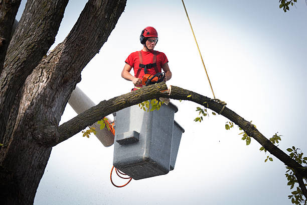 Tree Health Inspection in Ellaville, GA